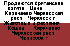 Продаются британские котята › Цена ­ 2 000 - Карачаево-Черкесская респ., Черкесск г. Животные и растения » Кошки   . Карачаево-Черкесская респ.,Черкесск г.